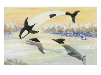 Commerson's Dolphins Frolic In The Stormy Strait Of Magellan by National Geographic Society Pricing Limited Edition Print image