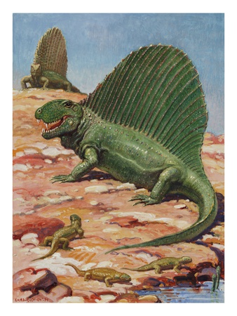 Dimetrodons' Spines Could Grow Up To Four Feet High by National Geographic Society Pricing Limited Edition Print image