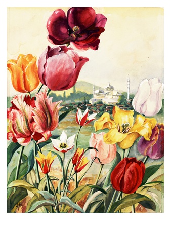 Portrait Of Tulips In A Turkish Setting by National Geographic Society Pricing Limited Edition Print image