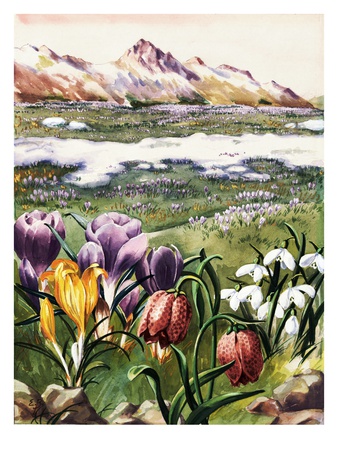 Crocus, Snowdrops, And Checkered Lily Bloom On An Alpine Meadow by National Geographic Society Pricing Limited Edition Print image