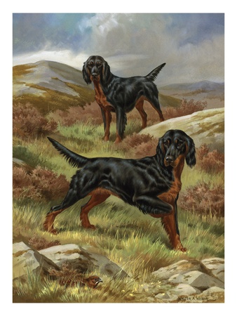 Gordon Setters, Native To The Scottish Moors, Are A Rugged Breed by National Geographic Society Pricing Limited Edition Print image
