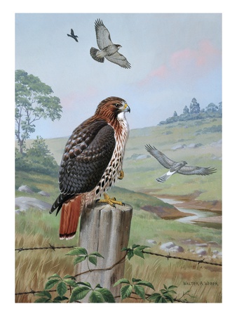 Red-Tailed Hawk Sits On Fence; Kingbird Chases Hawk Near Marsh Hawk by National Geographic Society Pricing Limited Edition Print image