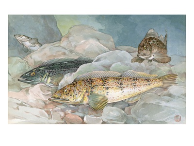 Ling Codfish Change Color To Fit Its Surroundings by National Geographic Society Pricing Limited Edition Print image