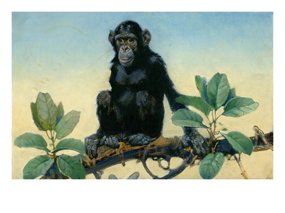 The Chimpanzee Inhabits Equatorial Africa by National Geographic Society Pricing Limited Edition Print image