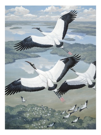A Bird's-Eye View Of Wood Ibises Flying Toward A Riverside Rookery by National Geographic Society Pricing Limited Edition Print image
