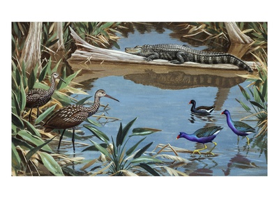 Limpkins On Left And Gallinules Ignore A Sluggish Alligator by National Geographic Society Pricing Limited Edition Print image
