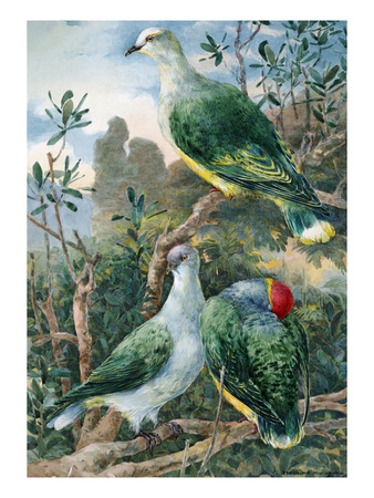 A Painting Depicts Three Fruit Pigeons Perched On Tree Branches by National Geographic Society Pricing Limited Edition Print image