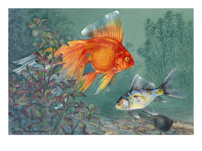 A Veiltail And Shubunkin Swim Together Through Ludwigia by National Geographic Society Pricing Limited Edition Print image