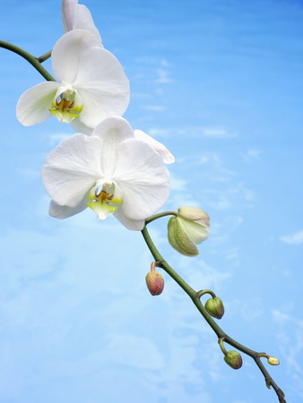 Branch Of Phalaenopsis Orchids by Nugene Chiang Pricing Limited Edition Print image