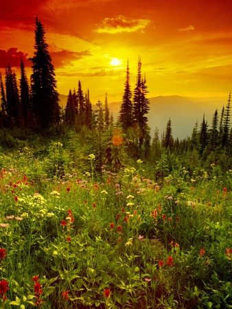 Mount Revelstoke National Park, British Columbia by Yves Marcoux Pricing Limited Edition Print image