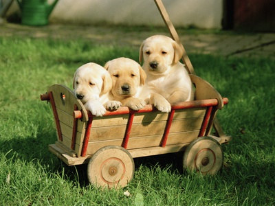 Three Puppies In A Cart by Ivo Grabrowitsch Pricing Limited Edition Print image