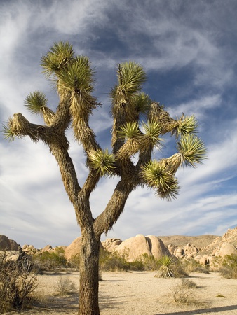 A Joshua Tree In An Arid Landscape by Sean Russell Pricing Limited Edition Print image