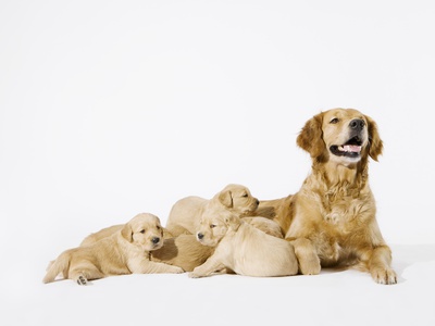 A Golden Retriever With Her Puppies by Julia Christe Pricing Limited Edition Print image