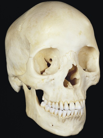 Human Skull From Front by Ralph Hutchings Pricing Limited Edition Print image