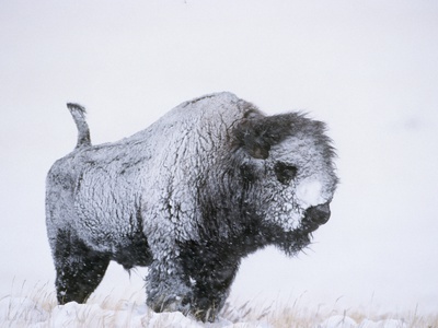 Bull Bison (Bison Bison) Caked With Snow In A Raging Blizzard by Tom Walker Pricing Limited Edition Print image