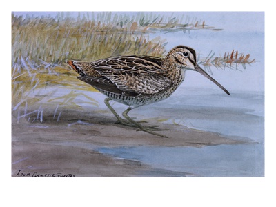 A Painting Of A Wilson's Snipe by Louis Agassiz Fuertes Pricing Limited Edition Print image