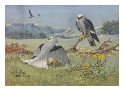 A Painting Of A White-Tailed Kite And Two Mississippi Kites by Allan Brooks Pricing Limited Edition Print image