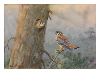 A Painting Of A Male And Female Sparrow Hawk by Allan Brooks Pricing Limited Edition Print image