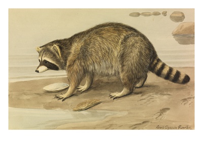 A Painting Of A Raccoon Standing On The Shoreline With An Empty Shell by Louis Agassiz Fuertes Pricing Limited Edition Print image