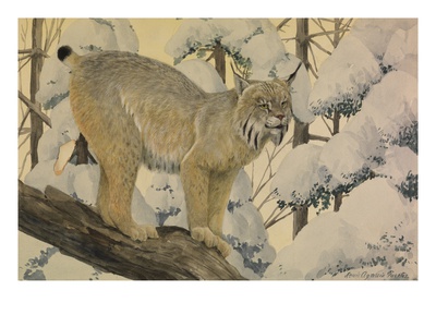A Painting Of A Canada Lynx Standing On Fallen Tree Trunk by Louis Agassiz Fuertes Pricing Limited Edition Print image
