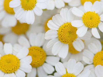 Detail Of Daisies by Sven Hagolani Pricing Limited Edition Print image