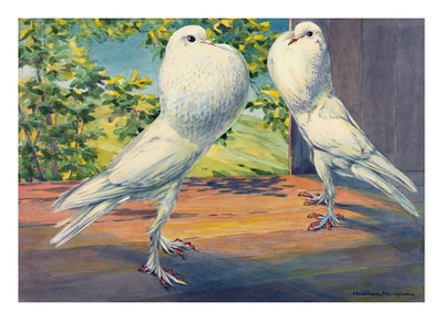 Two Pouter Pigeons Stand With Inflated Crops. by National Geographic Society Pricing Limited Edition Print image