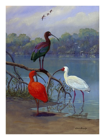 Various Ibis Perch Lakeside. by National Geographic Society Pricing Limited Edition Print image
