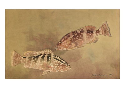 Painting Of Two Grouper Fish. by National Geographic Society Pricing Limited Edition Print image