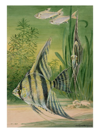 The Pristella Fish And Angelfish Swim Together In An Aquarium. by National Geographic Society Pricing Limited Edition Print image