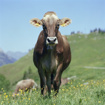 Cow In Meadow by Tim Hall Pricing Limited Edition Print image