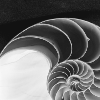 Nautilus Shell by Francoise Gervais Pricing Limited Edition Print image