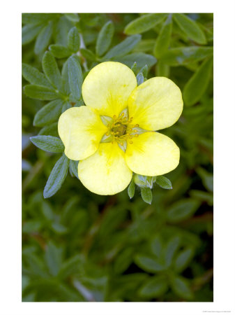 Katharine Dykes, Potentilla Fruticosa by Kidd Geoff Pricing Limited Edition Print image