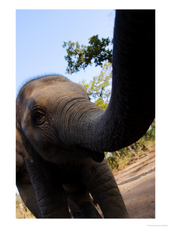 Working Indian Elephant, Playful One-Year-Old Female Elephant, Madhya Pradesh, India by Elliott Neep Pricing Limited Edition Print image