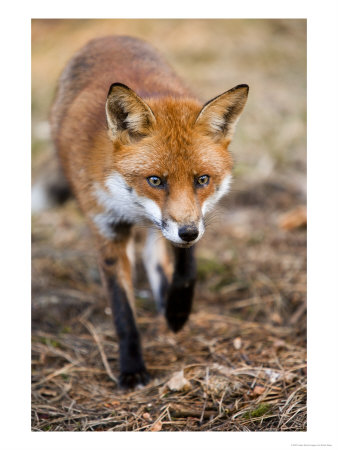 Red Fox, Fox Walking Head-On Through Pine Needles And Leaf Litter, Lancashire, Uk by Elliott Neep Pricing Limited Edition Print image