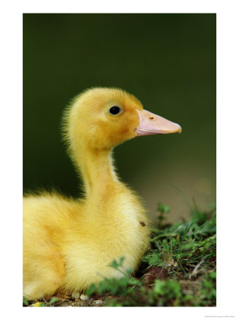 Duckling by Mark Hamblin Pricing Limited Edition Print image
