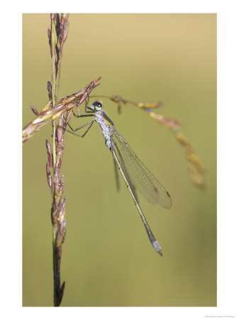 Emerald Damselfly, Male Resting On Grass Stem, Uk by Mark Hamblin Pricing Limited Edition Print image