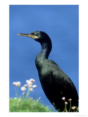 Shag by Mark Hamblin Pricing Limited Edition Print image