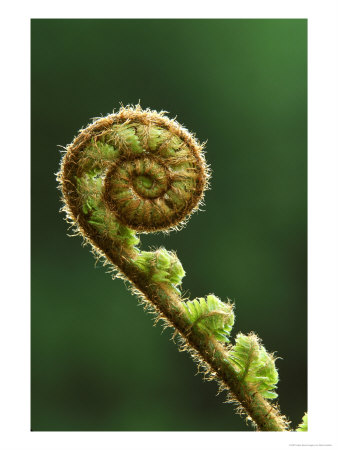 Male Fern, England by Mark Hamblin Pricing Limited Edition Print image