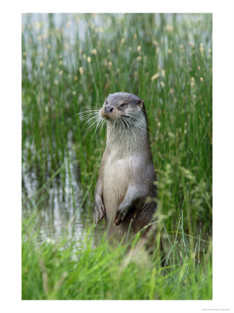 European Otter, Standing On Hind Legs At Waters Edge, Sussex, Uk by Elliott Neep Pricing Limited Edition Print image
