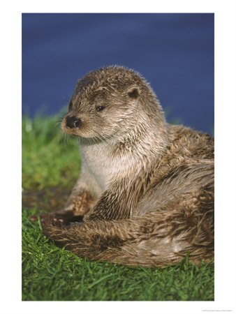 European Otter, Close-Up Of Female by Mark Hamblin Pricing Limited Edition Print image