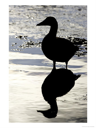 Eider, Portrait Of Adult Silhouetted In Tidal Estuary, Norway by Mark Hamblin Pricing Limited Edition Print image