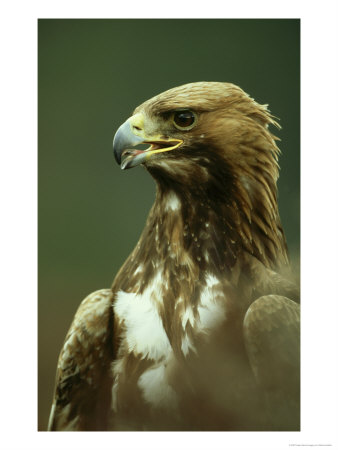 Golden Eagle, Portrait Of Adults, Scotland by Mark Hamblin Pricing Limited Edition Print image