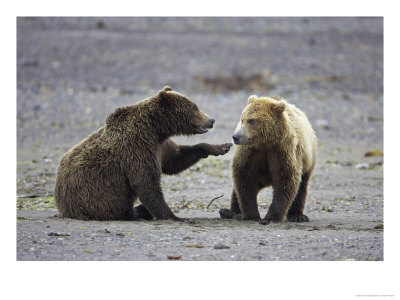 Grizzly Bear, Sub-Adult Siblings Playing, Alaska by Mark Hamblin Pricing Limited Edition Print image