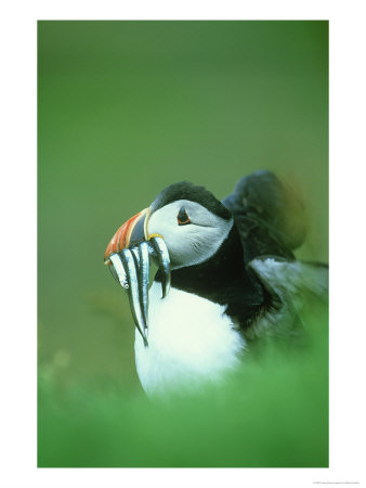 Atlantic Puffin, Fratercula Arctica Close-Up Of Adult With Sand Eels, Scotland, Uk by Mark Hamblin Pricing Limited Edition Print image