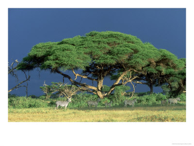 Plains Zebra, Acacia Tortilis, Kenya by Martyn Colbeck Pricing Limited Edition Print image