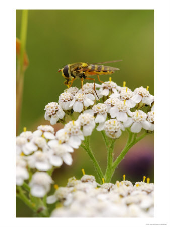 Hover Fly, Feeding On Marrow Flower, London Wetland Centre, London, Uk by Elliott Neep Pricing Limited Edition Print image