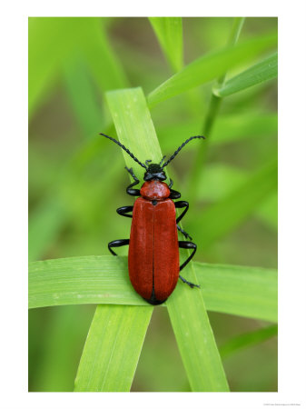Cardinal Beetle On Grass, Middlesex, Uk by Elliott Neep Pricing Limited Edition Print image