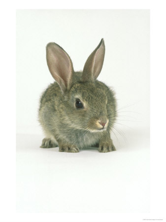 Rabbit, Aylesbury, Uk by Les Stocker Pricing Limited Edition Print image