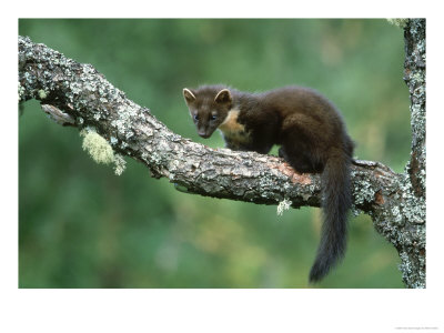 Pine Marten, Martes Martes Youngster On Branch, Scotland by Mark Hamblin Pricing Limited Edition Print image