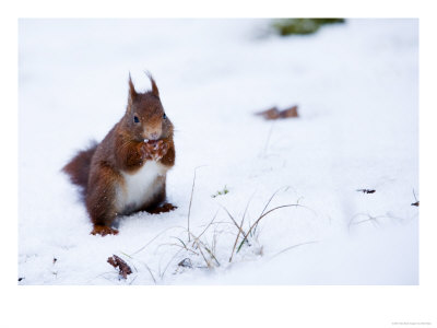 Red Squirrel, Sat In Snow Eating A Nut, Lancashire, Uk by Elliott Neep Pricing Limited Edition Print image